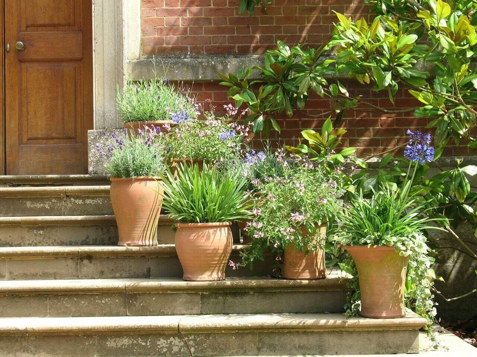 Plants pots on stairs
