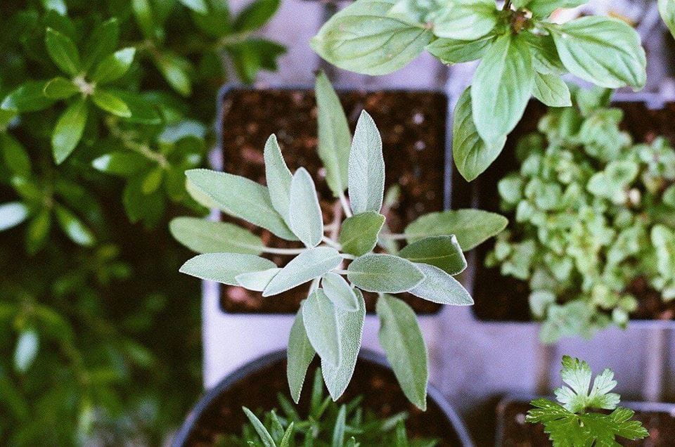 Garden plants