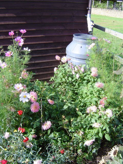 Growing vegetables in the garden