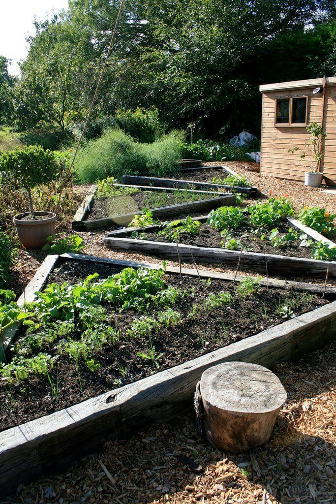 Raised vegetable beds