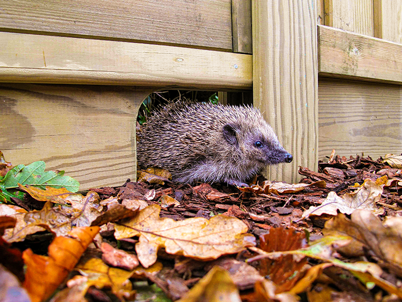 hedgehog gravel boards
