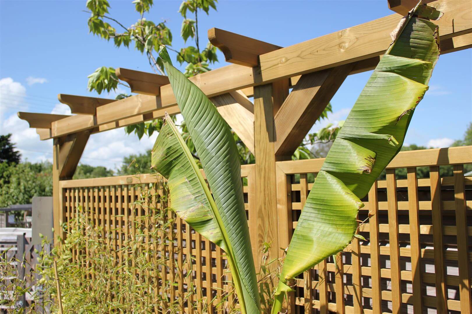 Wooden pergola with Trellis
