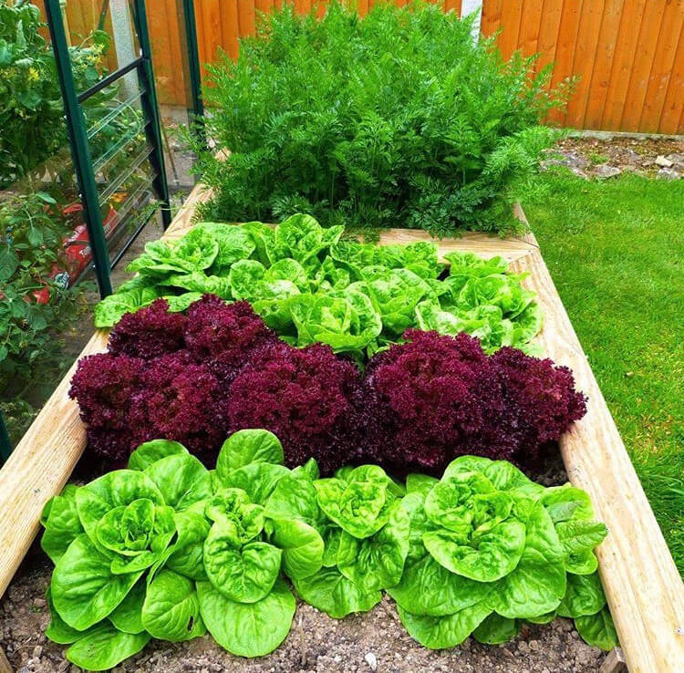 Raised bed made from timber sleepers