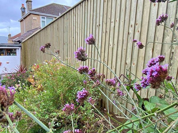 traditional featherboard fencing