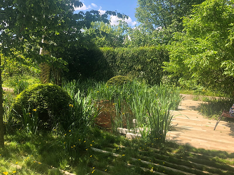 mature trees in gardens