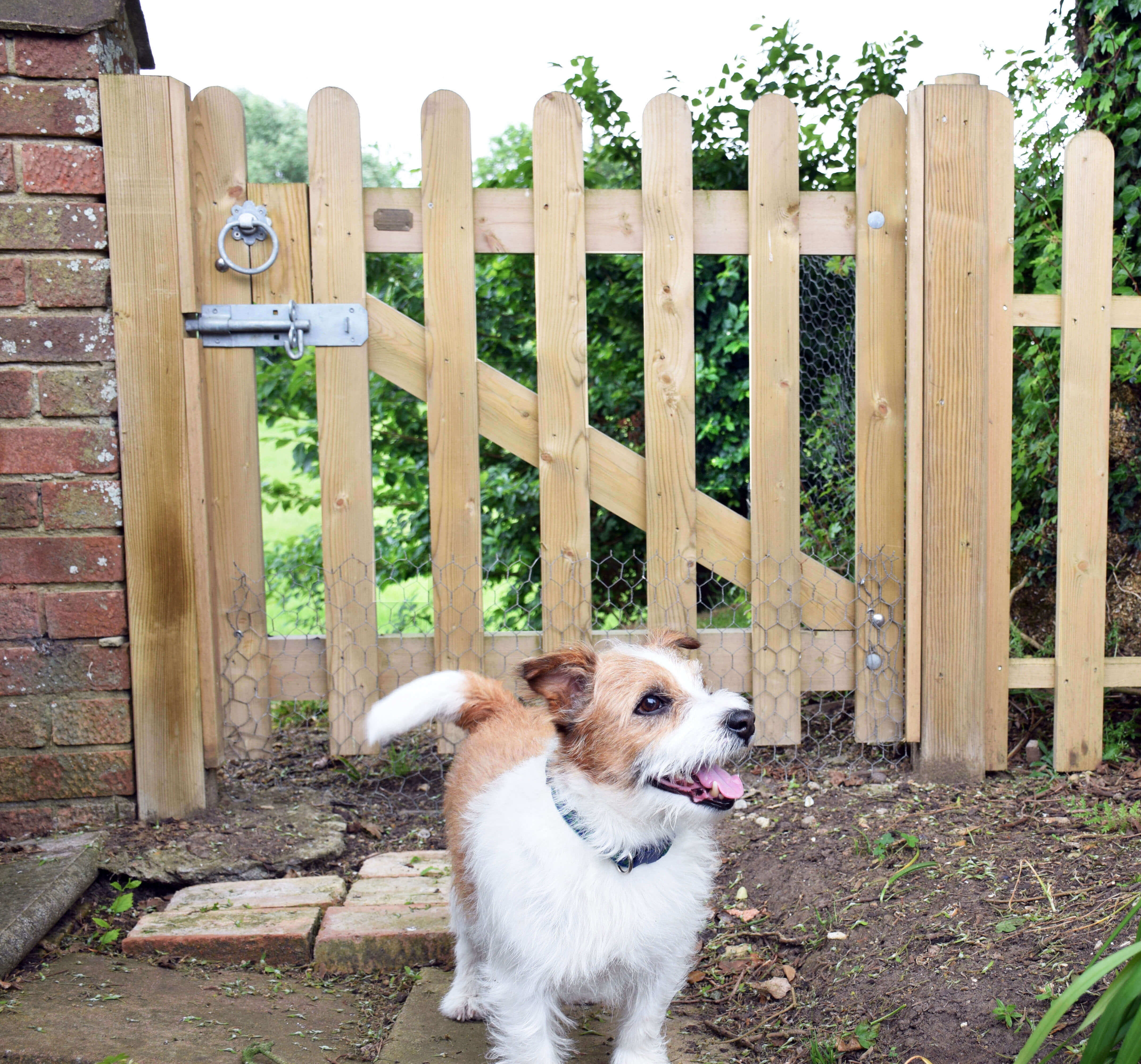 Dog Fencing 