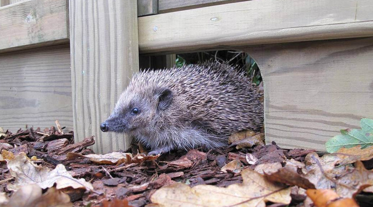 hedgehog-friendly-gravel-board