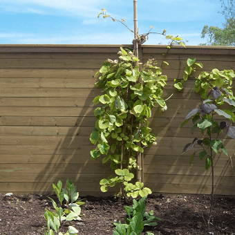 Acoustic fence in a garden