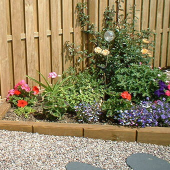 jakwall in garden